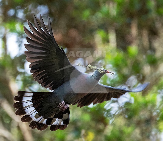 Endemic Trocaz Pigeon (Columba trocaz), also known as Madeira laurel pigeon or Long-toed pigeon, in laurel forest  on Madeira. In filight with nest material. stock-image by Agami/Marc Guyt,