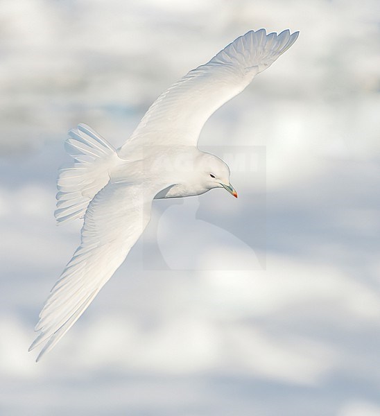Adult Ivory Gull (Pagophila eburnea) on Svalbard, arctic Norway. stock-image by Agami/Marc Guyt,