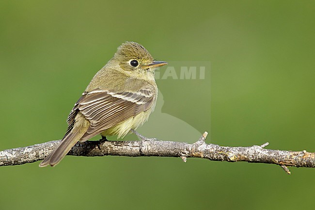 Adult Pacific-slope Flycatcher (Empidonax difficilis) perched on a twig against a green natural background.
In Riverside County, California, USA stock-image by Agami/Brian E Small,