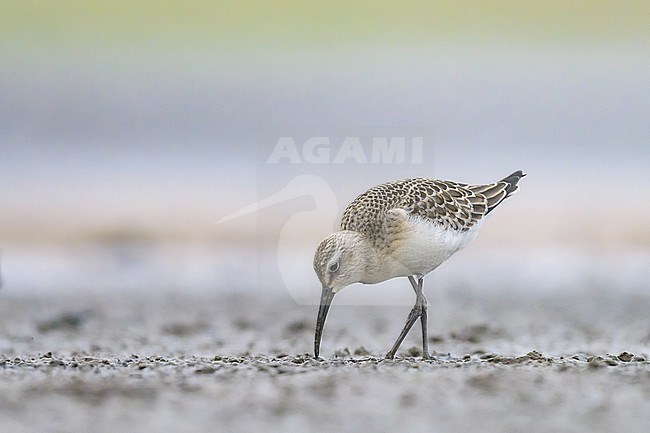 Curlew sandpiper (Calidris alpina), juvenile, with the mudflat and the vegetation as background. stock-image by Agami/Sylvain Reyt,