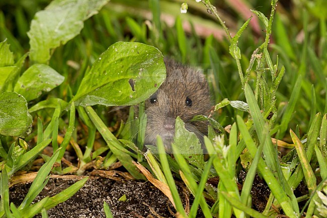 Veldmuis in de vegetatie, Common Vole in the vegetation stock-image by Agami/Theo Douma,
