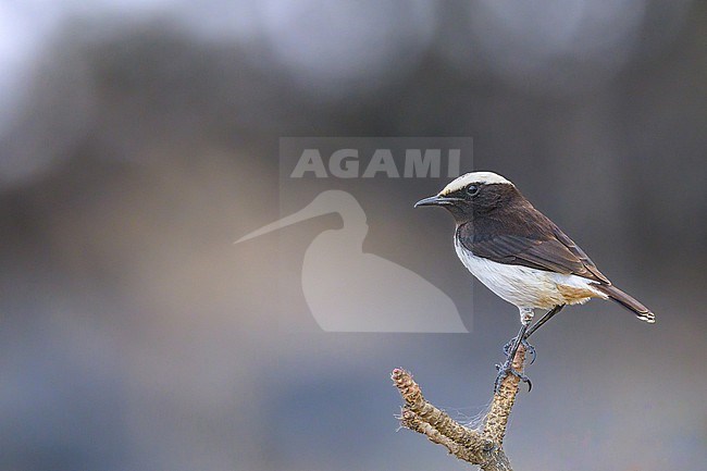 Arabian Wheatear, Oenanthe lugentoides, perched on a rock. stock-image by Agami/Sylvain Reyt,
