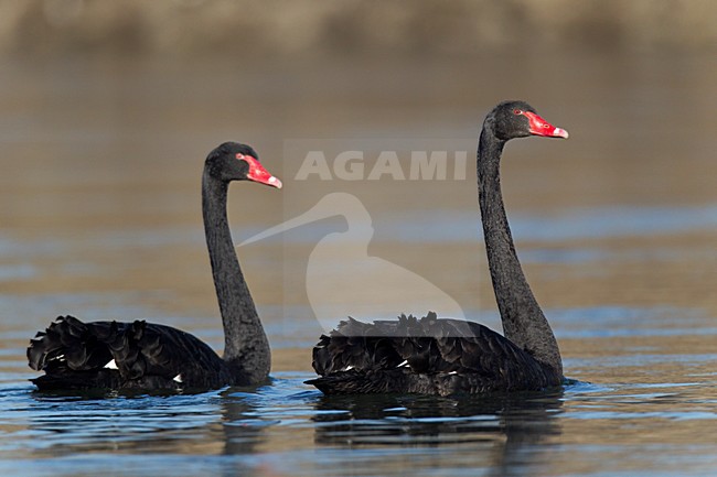 Paartje Zwarte Zwaan zwemmend op het water van de rivier de Maas; Pair of Black Swan swimming on the water of the river Meuse. stock-image by Agami/Ran Schols,