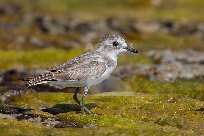 Lesser Sand Plover, Standing in a swamp, Quryyat, Muscat Governorate, Oman stock-image by Agami/Saverio Gatto,