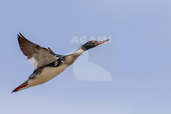 adult male red-breasted merganser (mergus serrator) in flight, found at Buir Lake (Buir Nuur) in Dornod Aimag in Mongolia stock-image by Agami/Mathias Putze,