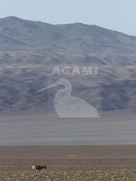 Critically endangered Saiga Antelope (Saiga tatarica) in arid steppes of Mongolia. stock-image by Agami/James Eaton,