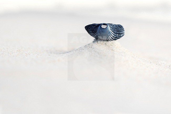 Empty shell of of a Common Cockle (Cerastoderma edule) on the beach of Wadden Island Texel in the Netherlands. stock-image by Agami/Wil Leurs,
