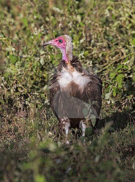 Kapgier, Hooded Vulture, Necrosyrtes monachus stock-image by Agami/Andy & Gill Swash ,