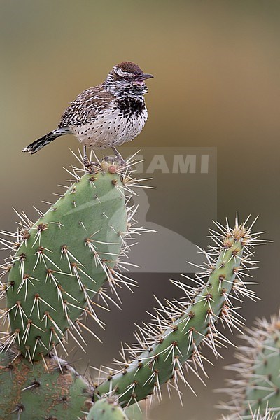 Cactus Wren (Campylorhynchus brunneicapillus) in North-America. Perched on a green cactus in Arizona desert. stock-image by Agami/Dubi Shapiro,