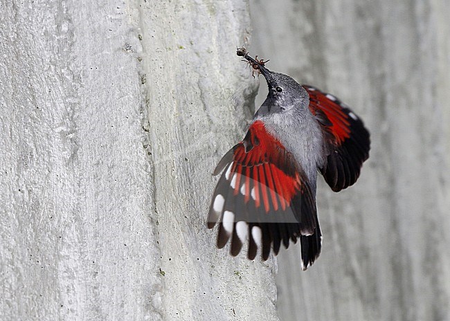 Rotskruiper; Wallcreeper stock-image by Agami/Chris van Rijswijk,