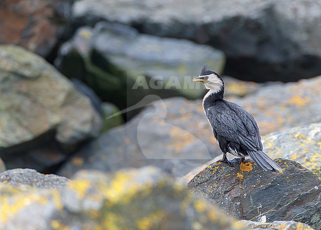 Little Pied Cormorant, Microcarbo melanoleucos, in New Zealand. stock-image by Agami/Marc Guyt,