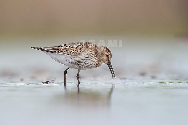 First-winter, juvenile Dunlin (Calidris alpina) foraging and walking in shallow water stock-image by Agami/Ran Schols,
