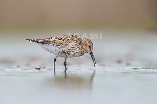 First-winter, juvenile Dunlin (Calidris alpina) foraging and walking in shallow water stock-image by Agami/Ran Schols,