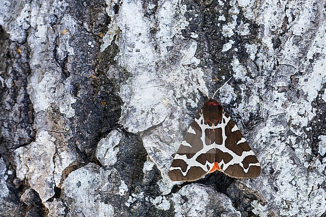 Arctia caja - Garden tiger moth - Brauner Bär, Germany (Baden-Württemberg), imago stock-image by Agami/Ralph Martin,