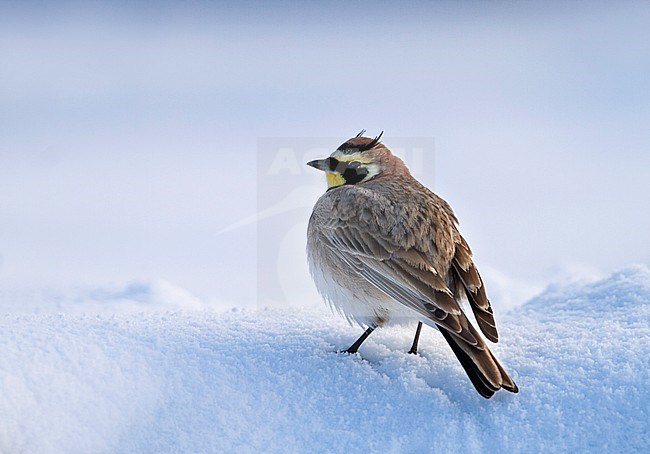 Atlas Horned Lark - Atlas-Ohrenlerche - Eremophila atlas, Morocco stock-image by Agami/Ralph Martin,