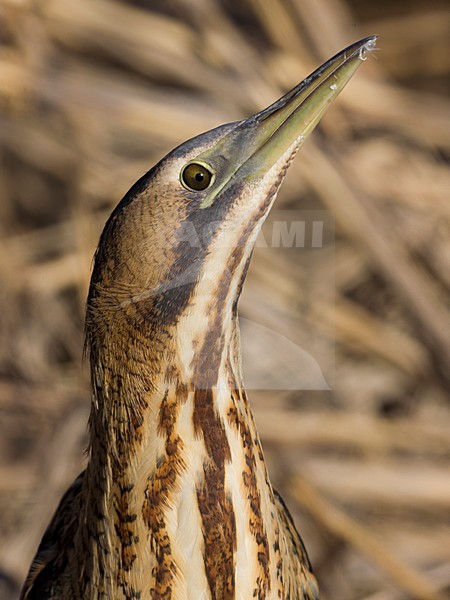 Roerdomp close-up; Eurasian Bittern close up stock-image by Agami/Daniele Occhiato,