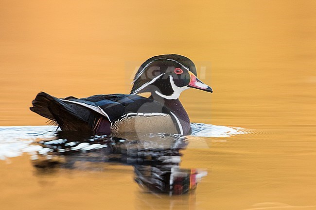 Wood Duck - Brautente - Aix sponsa, Great Britain, adult male stock-image by Agami/Ralph Martin,