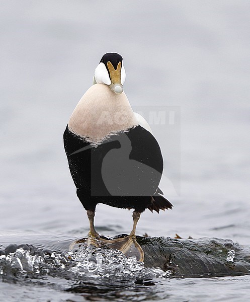 Common Eider, Somateria mollissima mollissima, male at Helsingør, Denmark stock-image by Agami/Helge Sorensen,