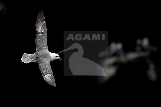 Northern Fulmar (Fulmarus glacialis), adult in flight seen from the above, Western Region, Iceland stock-image by Agami/Saverio Gatto,