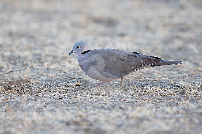 ring-necked dove (Streptopelia capicola), also known as the Cape turtle dove or half-collared dove foraging on ground, found at Bishangari in Ethiopia stock-image by Agami/Mathias Putze,