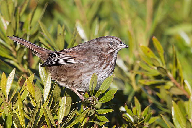 Zanggors in Gray Harbour Co Washington; Song Sparrow in Gray Harbour Co Washington stock-image by Agami/Brian E Small,