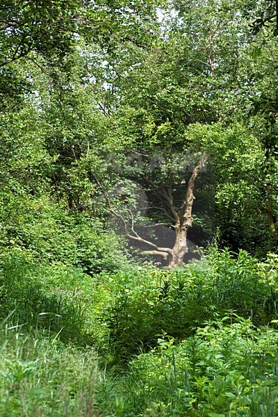 Duinbos Schiermonnikoog Nederland; Coastal forest Schiermonnikoog, Netherlands stock-image by Agami/Marc Guyt,