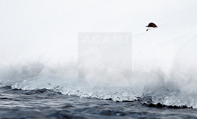 Waterspreeuw in de sneeuw; White-throated Dipper in the snow stock-image by Agami/Markus Varesvuo,