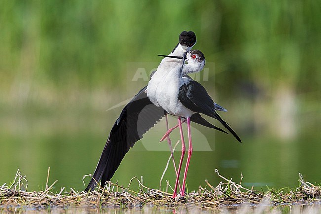 Black-winged Stilt (Himantopus himantopus), a pair mating in a pond, Campania, Italy stock-image by Agami/Saverio Gatto,