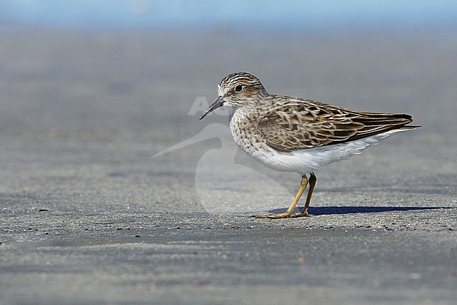 Adult breeding
Galveston Co., TX
April 2017 stock-image by Agami/Brian E Small,