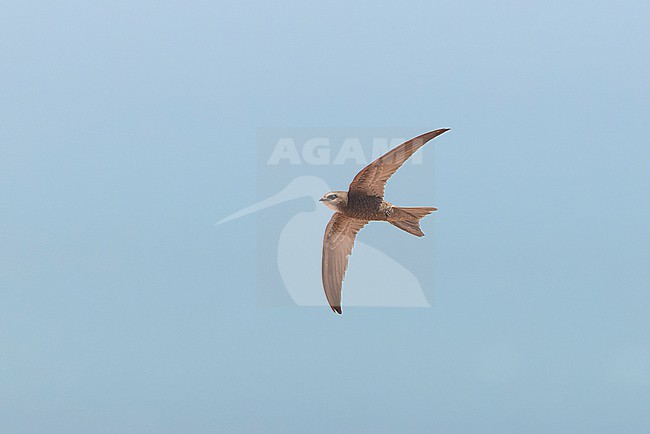Pallid Swift (Apus pallidus) in flight from below in migration off at sea at Cap Blanc, Nouadhibou. stock-image by Agami/David Monticelli,