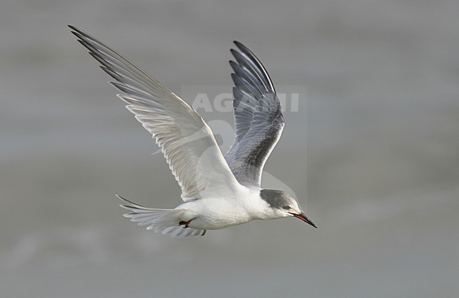 Visdief in vlucht; Common Tern in flight stock-image by Agami/Reint Jakob Schut,