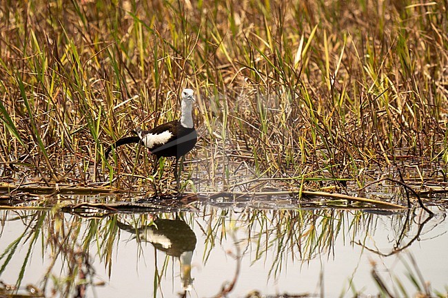 Adult Pheasant-tailed Jacana, Hydrophasianus chirurgus stock-image by Agami/Hans Germeraad,