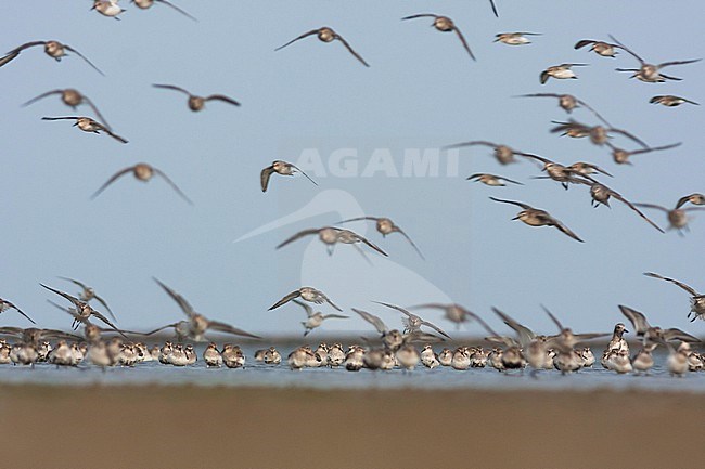 Dunlin - Alpenstrandläufer - Calidris alpina, Germany stock-image by Agami/Ralph Martin,