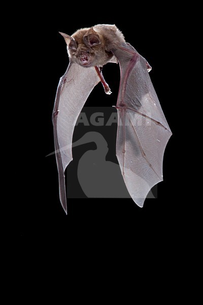 Grote Hoefijzerneus, Greater Horseshoe Bat, Rhinolophus ferrumequinum stock-image by Agami/Theo Douma,