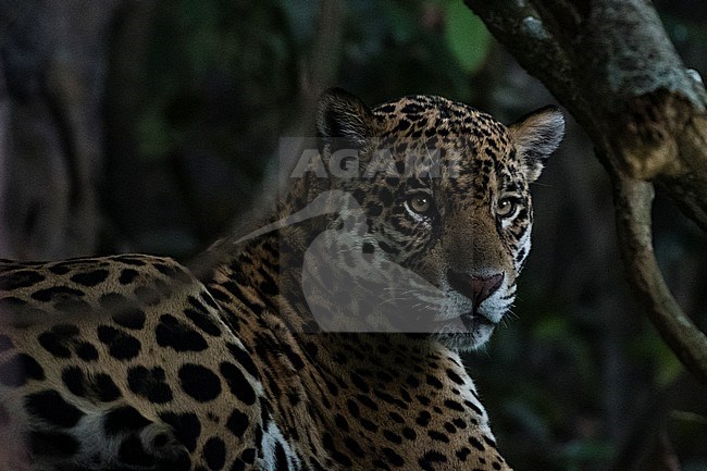 Close up portrait of a jaguar, Panthera onca, in the shade of the late afternoon. Pantanal, Mato Grosso, Brazil stock-image by Agami/Sergio Pitamitz,