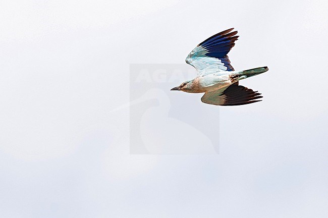 Scharrelaar, European Roller, Coracias garrulus semenowi stock-image by Agami/Arend Wassink,