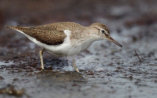 Foeragerende Oeverloper; Foraging Common Sandpiper stock-image by Agami/Markus Varesvuo,
