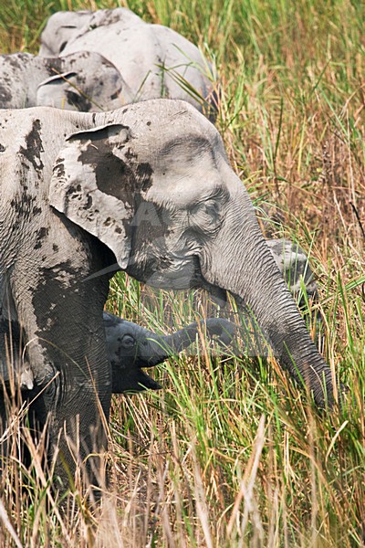 Indische Olifant in Kaziranga; Asian Elephant at Kaziranga stock-image by Agami/Marc Guyt,
