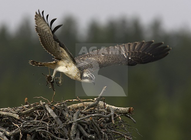 Osprey young with material flying off nest, Visarend jong met materiaal van nest vliegend stock-image by Agami/Jari Peltomäki,