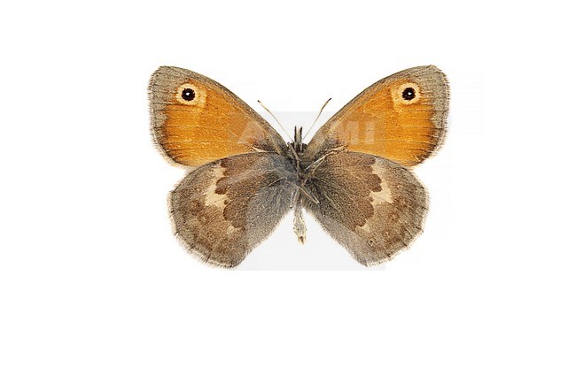 Hooibeestje, Small Heath, Coenonympha pamphilus stock-image by Agami/Wil Leurs,