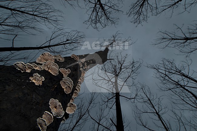 Boomstam bedekt met paddestoeltjes, Tree covered with fungi stock-image by Agami/Rob de Jong,