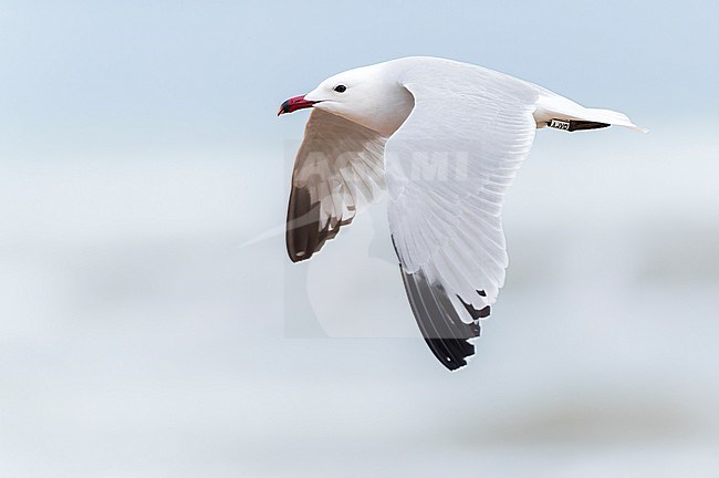 Adult Audouin's Gull (Ichthyaetus audouinii) on the beach in the Ebro delta, Spain. stock-image by Agami/Marc Guyt,