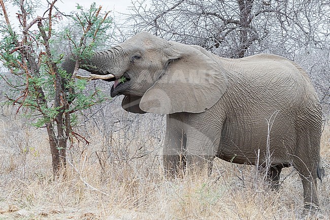 African Bush Elephant (Loxodonta africana), side view of an adult feeding on an Acacia bush, Mpumalanga, South Africa stock-image by Agami/Saverio Gatto,