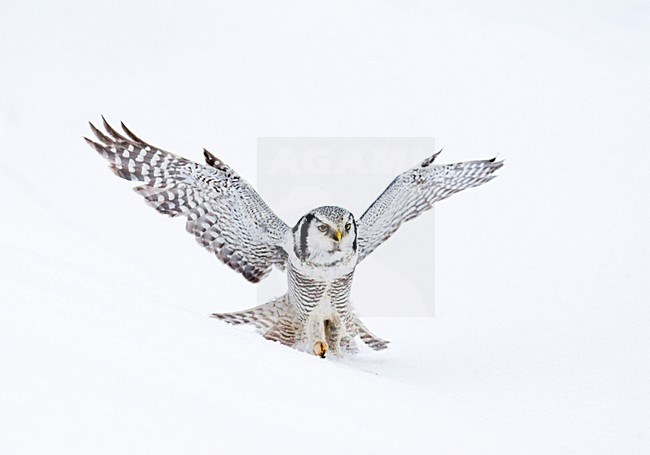 Sperweruil jagend in de sneeuw, Northern Hawk Owl hunting in the snow stock-image by Agami/Marc Guyt,