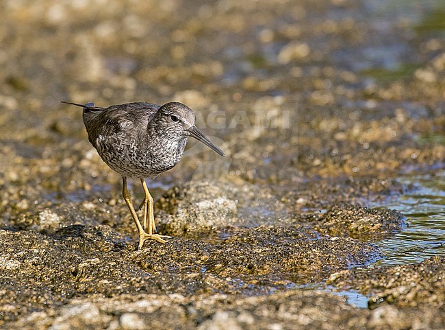 Wintering Wandering Tattler, Tringa incana. Photographed during a Pitcairn Henderson and The Tuamotus expedition cruise. stock-image by Agami/Pete Morris,
