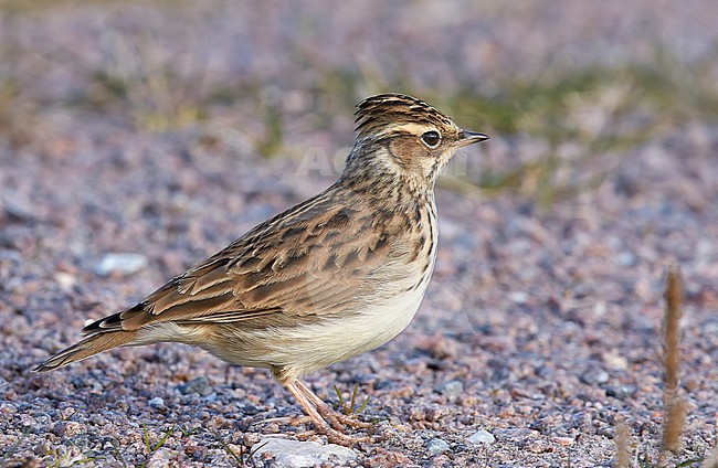 Wood Lark (Lullula arborea) perched on the ground, Utö Finland October 2015 stock-image by Agami/Markus Varesvuo,