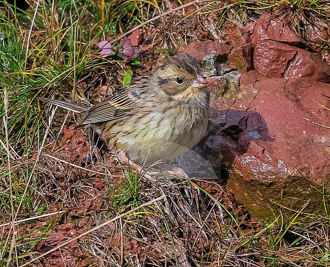 This bird was seen into hard rain/snow conditions. This is the 4th of his species to be found in Heligoland, Germany. stock-image by Agami/Vincent Legrand,