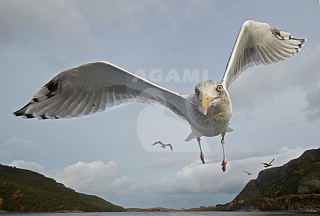 Herring Gull (Larus argentatus) Flatanger Norway October 2017 stock-image by Agami/Markus Varesvuo,