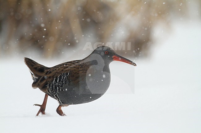 Waterral in de winter; Water Rail in winter stock-image by Agami/Chris van Rijswijk,