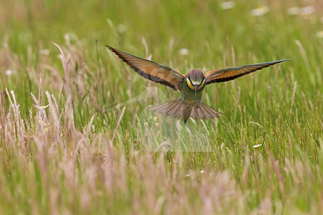 Bijeneter in vlucht, European Bee-eater in flight stock-image by Agami/Daniele Occhiato,